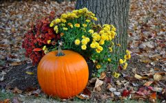 autumn-autumn-colours-autumn-leaves-749927