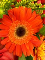 close-up-flora-flower-91453