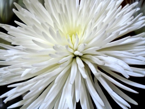chrysanthemum-3051560_1920