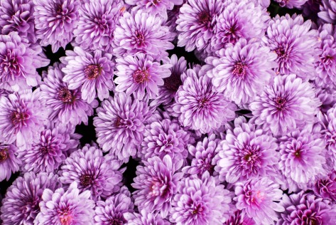 chrysanthemum-4453871_1920