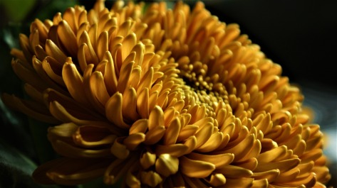 chrysanthemum-4541342_1920