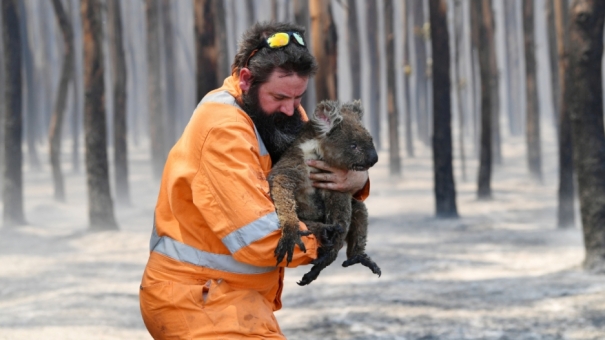 2020-01-07-australia-fires-wildlife