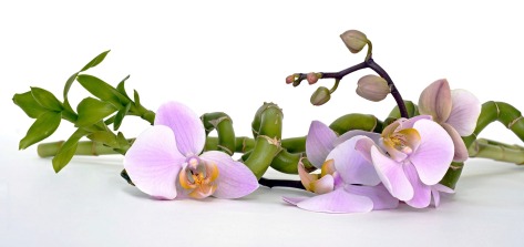 orchid-2115262_1920