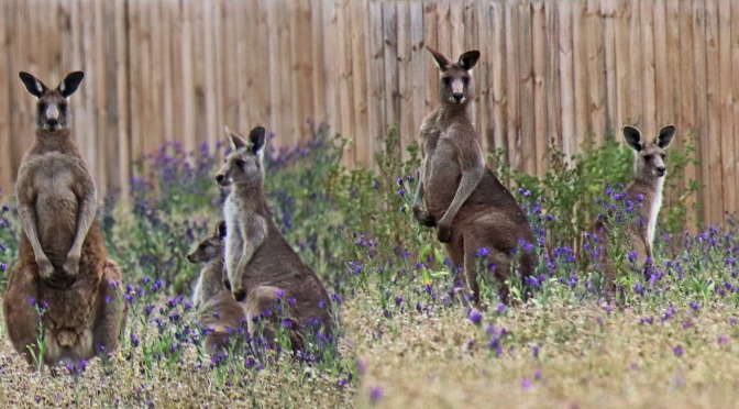 Bloomex Raises Money for Australian Wildlife Conservancy